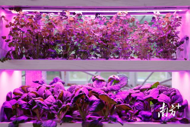 “智慧小院”内部场景。 “智慧小院”内部场景。