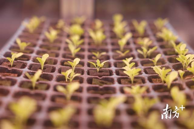 “智慧小院”内部场景。 “智慧小院”内部场景。